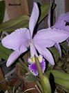 Cattleya gaskelliana (night photo)